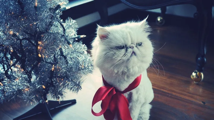 7 Razões para o Sono do Gato Ser Crucial para a Saúde