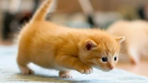 Como as Fases da Lua Influenciam a Atividade e Comportamento dos Gatos