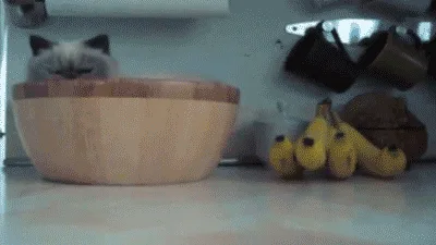A Linguagem Corporal dos Gatos Explicada: Sinais e Significados