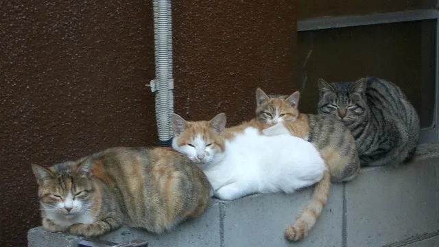 A Verdade Sobre Gatos e Alergias: 7 Fatos Reveladores (Proteína Fel d 1)