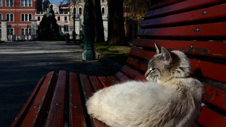 7 Dicas de Ajustes na Casa para um Gato com Deficiência