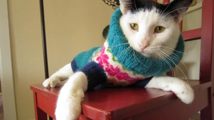 7 Dicas de Alimentação Balanceada para Gatos Filhotes