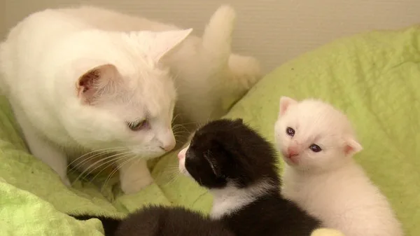 7 Alimentos que Seu Gato Jamais Deve Comer (Perigo de Morte)