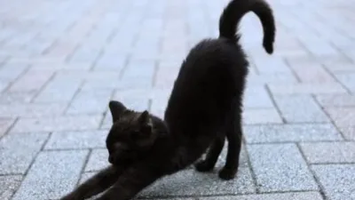 7 Benefícios da Terapia com Gatos para a Saúde Mental e Ansiedade