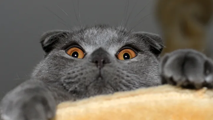 7 Brincadeiras que Ajudam no Adestramento de Gatos