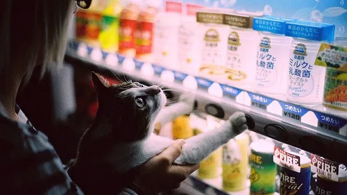 7 Dicas Essenciais de Como Cuidar de um Gato com Diabetes