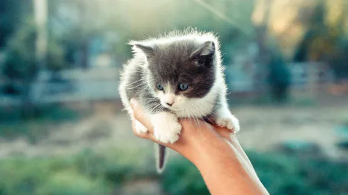 7 Dicas Infalíveis para Ensinar Seu Gato a Não Arranhar os Móveis