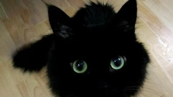 7 Dicas para Ensinar Seu Gato a Não Ter Medo de Água