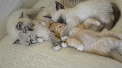 Como Ensinar Seu Gato a Passear de Coleira e Peitoral com Segurança