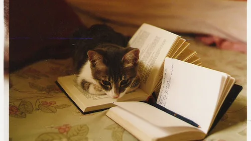 Como Entender Quando um Gato Precisa de Espaço: 7 Dicas Essenciais