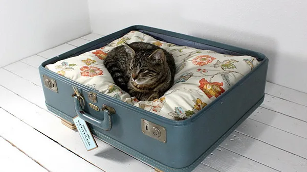 7 Dicas para Escolher a Caixa de Areia Ideal para Seu Gato