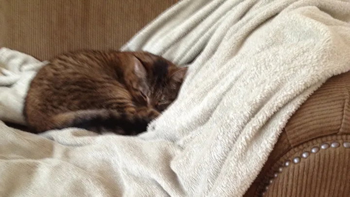7 Dicas para Escolher o Melhor Veterinário Cat-Friendly para Seu Gato