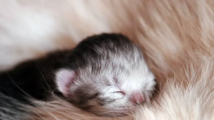 Como Evitar que Seu Gato Arranhe Visitantes: 7 Dicas Infalíveis