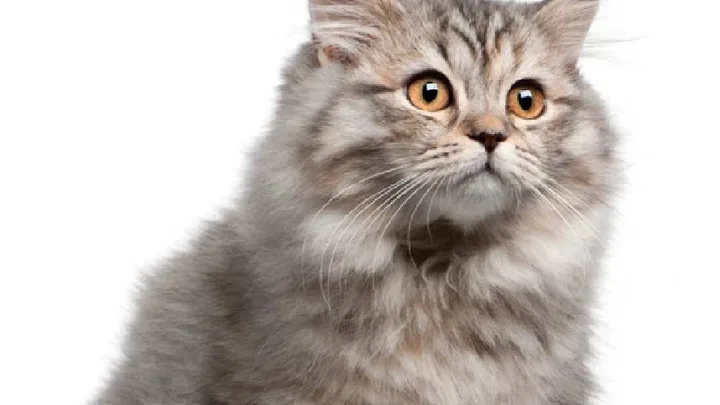Como Fazer Seu Gato Amar o Arranhador: 7 Dicas Infalíveis