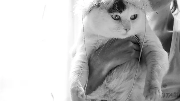 Como Fazer um Check-up Caseiro em Seu Gato: Guia Completo