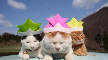 7 Dicas para Interpretar Sonhos com Vários Gatos