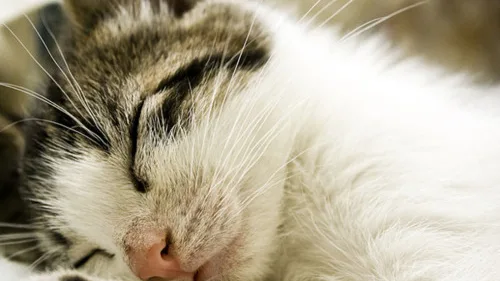 Como Introduzir Novos Alimentos na Dieta do Seu Gato em 7 Passos