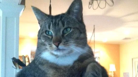 Como Introduzir Novos Gatos em Casa com Outros Gatos: Método Seguro Sem Brigas