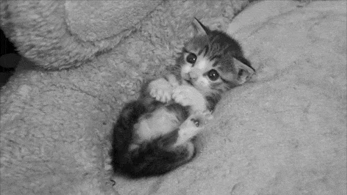 Como Introduzir um Cachorro em uma Casa com Gatos: Guia Completo Passo a Passo