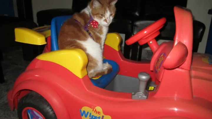 7 Dicas Práticas para Lidar com a Agressividade em Gatos
