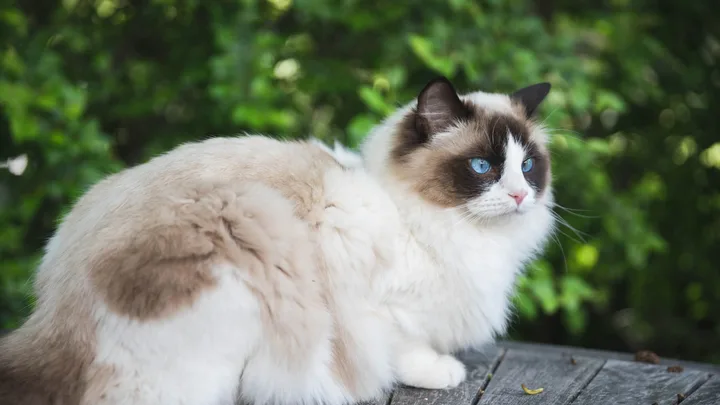 7 Dicas de Como Lidar com Gatos que Sofrem de Ansiedade de Separação
