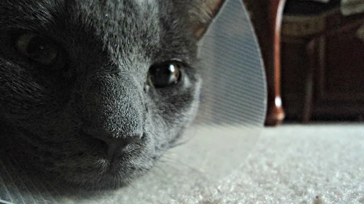 9 Dicas Essenciais para Manter Gatos Seguros em Apartamentos (Telas)