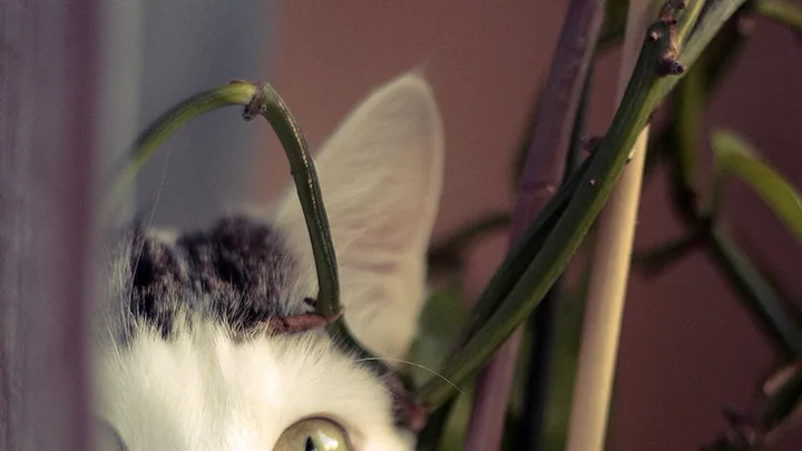 Como os Gatos e Seu Ronronar Ajudam na Recuperação de Doenças Humanas