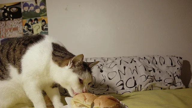 Como Preparar Seu Lar para um Novo Gato: Guia Completo