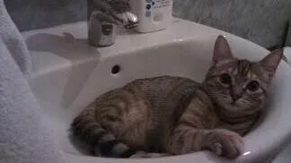 7 Passos para Preparar uma Dieta Caseira Saudável e Balanceada para Gatos