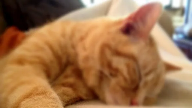 7 Dicas Essenciais para Prevenir Doenças Cardíacas em Gatos