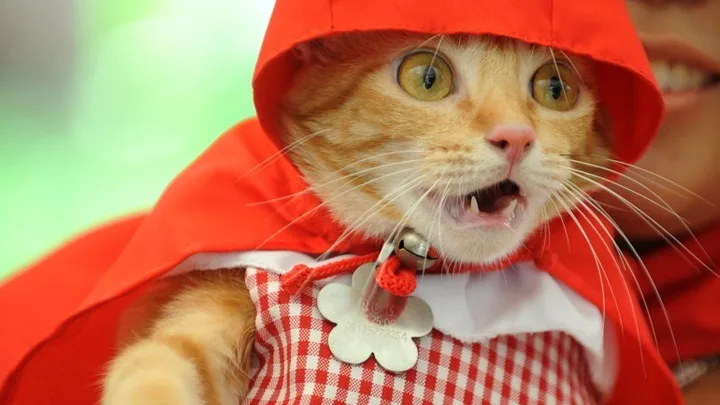 Como Proteger Seu Gato dos Perigos do Verão, Calor Extremo e Desidratação