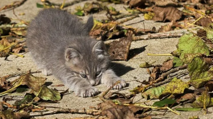 7 Maneiras de Como seu Gato Mostra Afeto e Como Retribuir