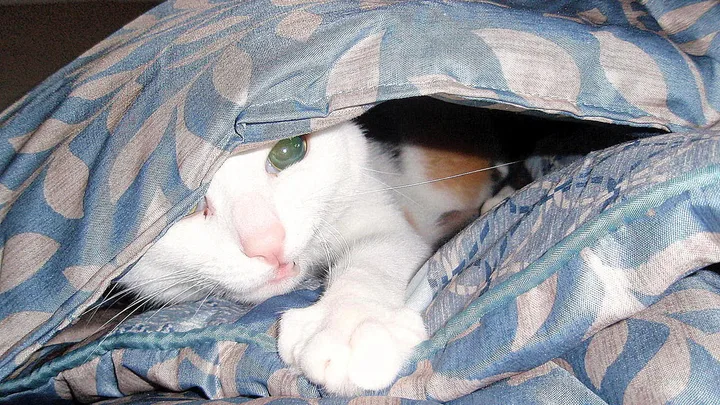 Como Tratar a Conjuntivite em Gatos: Sintomas, Colírios e Cuidados