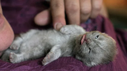 7 Dicas Essenciais sobre Como Tratar Feridas Comuns em Gatos