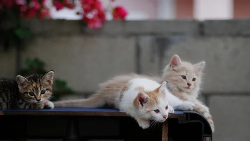 7 Dicas Essenciais para os Cuidados com a Pelagem dos Gatos Persas