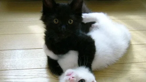 Cuidados Essenciais com Gatos Idosos: O Que Você Precisa Saber