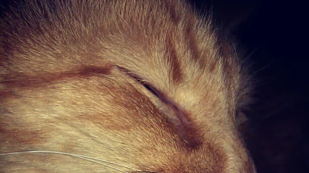 7 Dicas Essenciais de Cuidados com Gatos sem Pelo (Raça Sphynx)