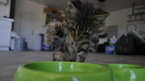 7 Tipos de Miado de Gato e Seus Significados Reais