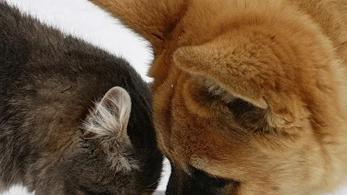 10 Dicas Essenciais para Adotar um Gato Adulto e Garantir Sua Adaptação