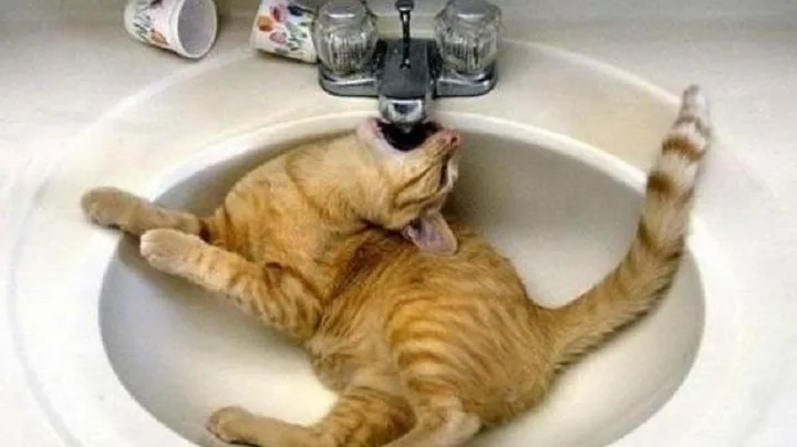 10 Dicas para Criar Gatos em Pequenos Espaços com Conforto