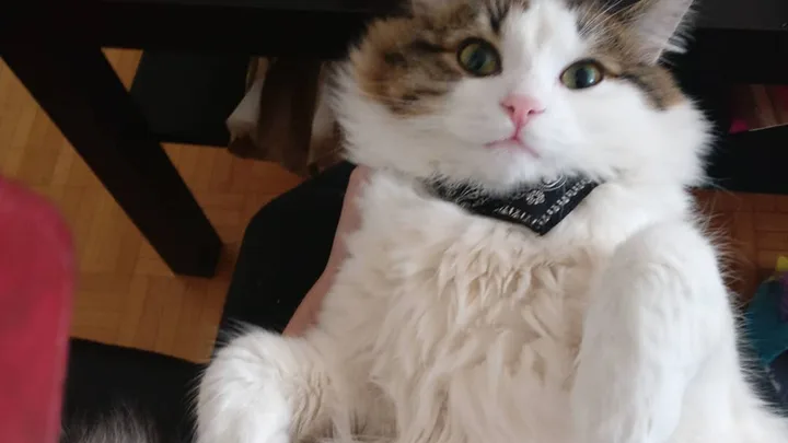 7 Dicas para Lidar com a Agressividade e Brigas entre Gatos da Mesma Casa