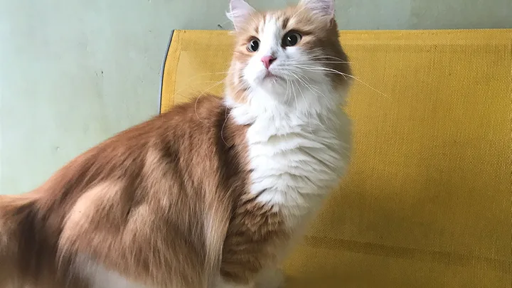 10 Dicas Essenciais para Viajar de Avião com Seu Gato com Segurança