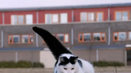 Diferentes Raças de Gatos e Suas Características Únicas