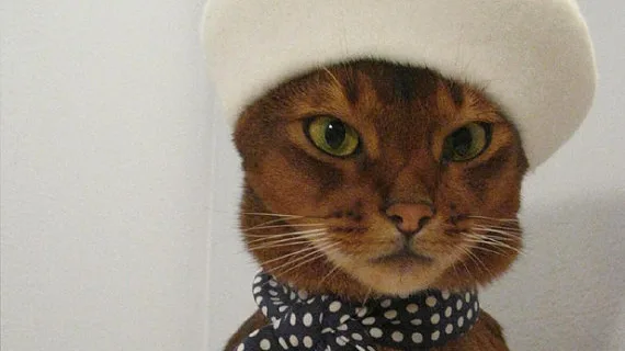 7 Dicas Essenciais para Gerenciar o Estresse em Gatos