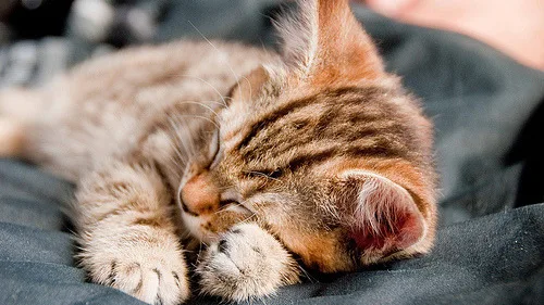 7 Ervas Benéficas que Seu Gato Pode Comer (Grama dos Gatos)