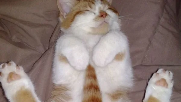 7 Fatos Fascinantes Sobre Gatos Híbridos (Savannah e Bengal)