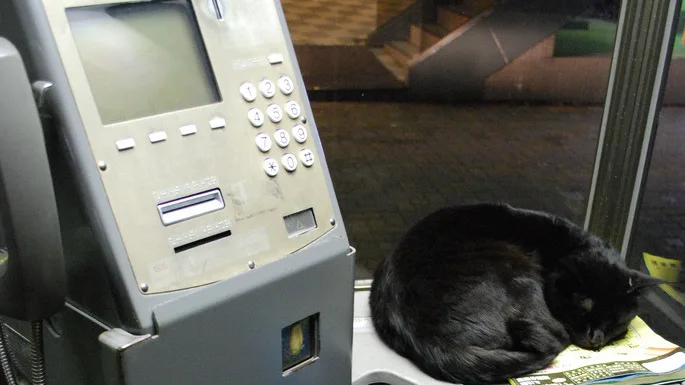 7 Significados Interessantes do Gato Preto e Branco (Gato Frajola)