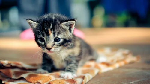 6 Dicas para Promover a Boa Relação entre Gatos e Crianças