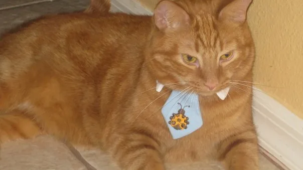 Gatos e o Fenômeno da Agressão Redirecionada: O que É e Como Tratar