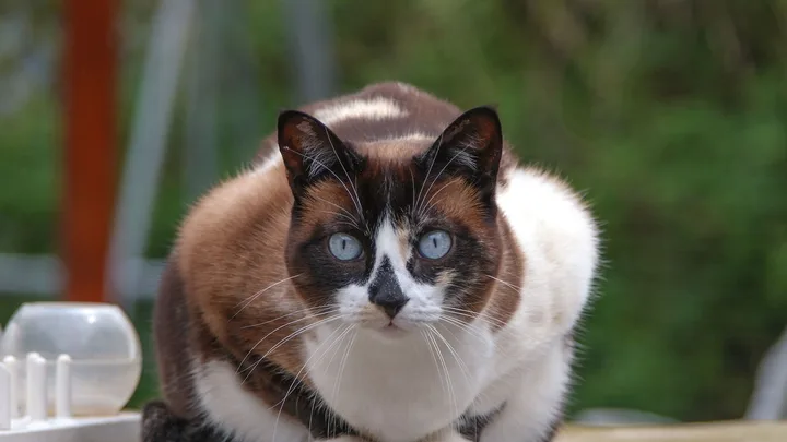 Gatos e o Sobrenatural: Verdades, Sensibilidade e Mitos Desvendados